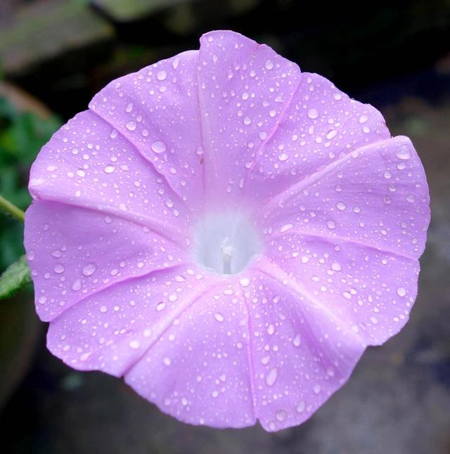 做梦也没想到牵牛花能开成这个样子，斗牛牛心脏（周公解梦：梦见这四种花草）