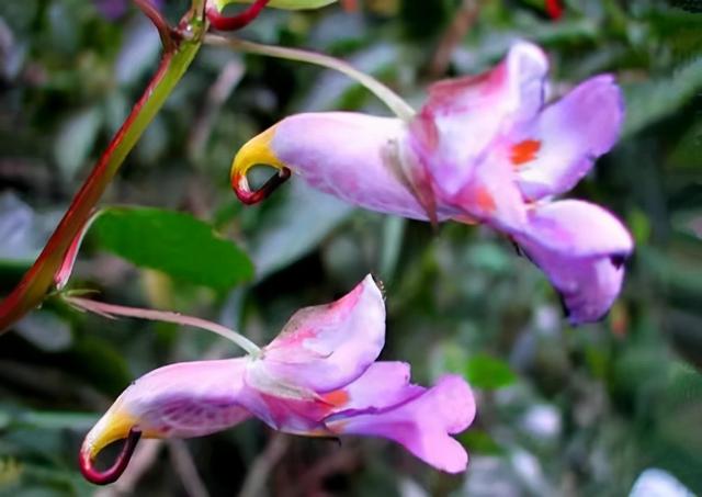 奇花异草160种，25种奇花异草第1集