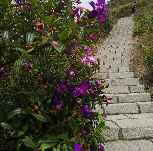 东山岛十大网红景点 苏峰山，绝美山海大观深圳第三峰