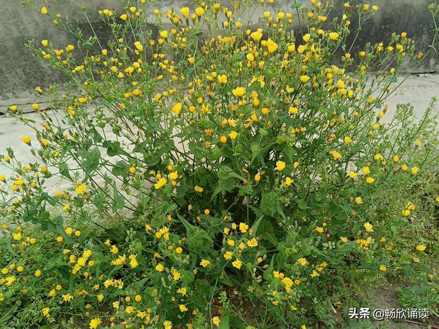 这么多野菜你认识几种，比韭菜还鲜嫩