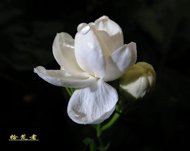 茉莉花代表的寓意是什么，好一朵茉莉花象征