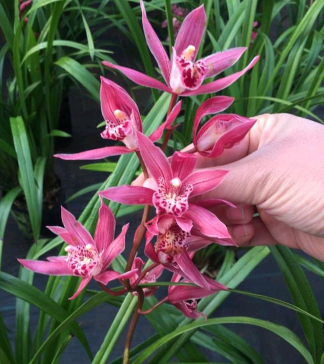 春节花卉品种大全大图，春节遇花期，五彩斑斓过新年