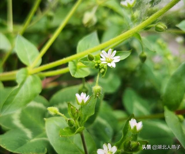 可以吃的野菜种类大全，教你认识不同的野菜和吃法