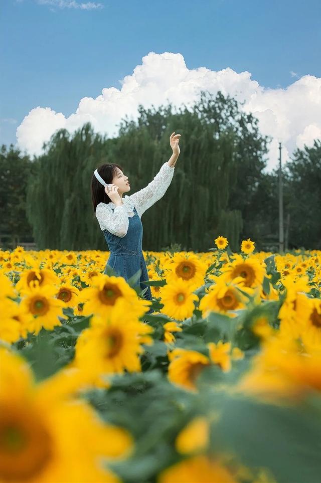 粉黛草向日葵彼岸花海...成都有多少惊喜，粉黛花海花期50天