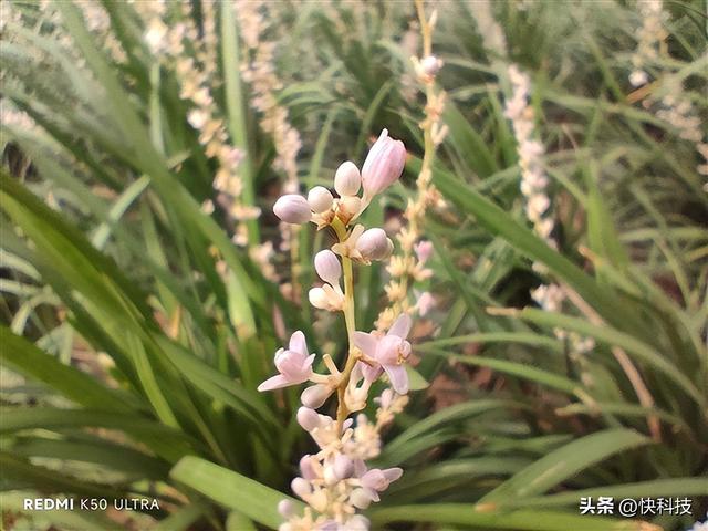 游戏拍照全能旗舰，redmik50至尊版拍照评测