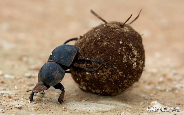 盘点童年玩过的十种昆虫，童年玩过的10种昆虫