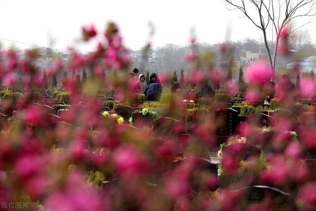 亲人去世后遗像要放哪里，父母去世后遗像长期放家里合适吗