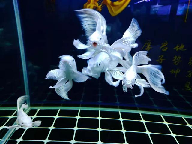 鱼几天喂一次比较好，正确的喂鱼几天喂一次呢