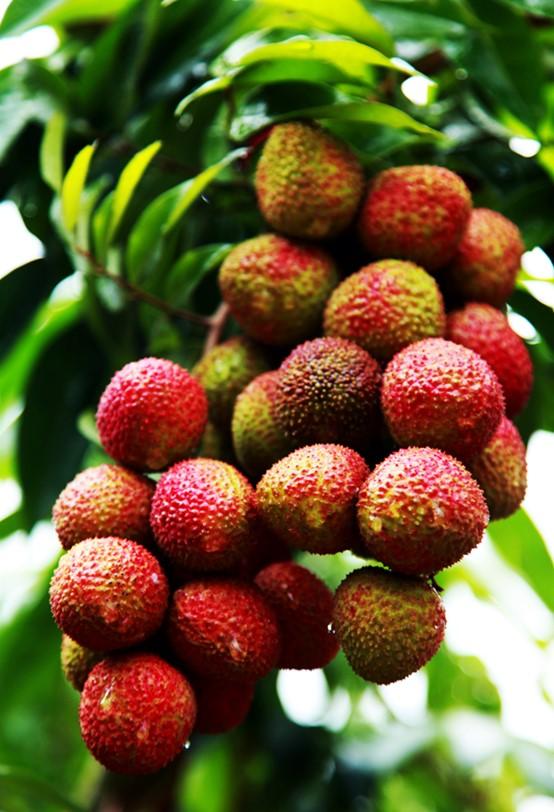 云南产什么水果，云南水果种类及名称