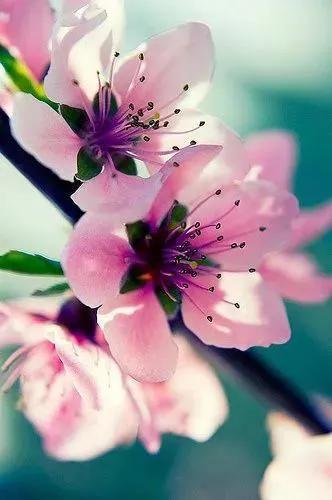 各种最好看的鲜花，分享40多种美丽的鲜花