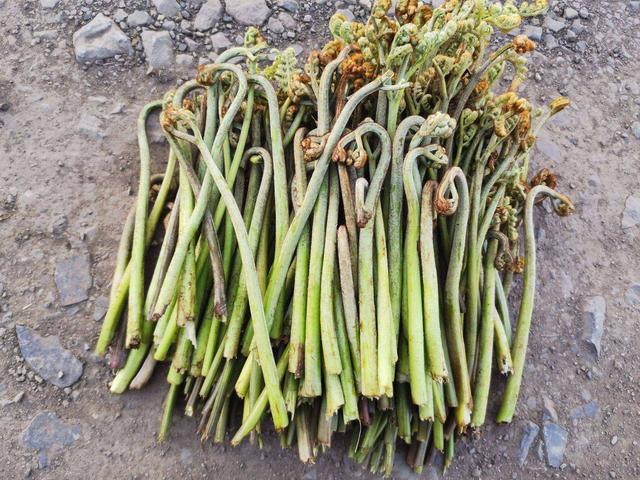 野生动植物知识大全，野生动植物知识来了