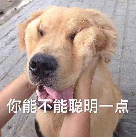 世界上最聪明的狗狗十大排名，盘点那些聪明的狗狗