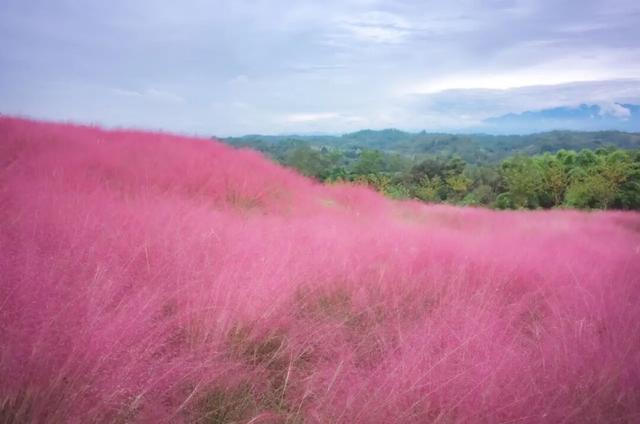 粉黛草向日葵彼岸花海...成都有多少惊喜，粉黛花海花期50天