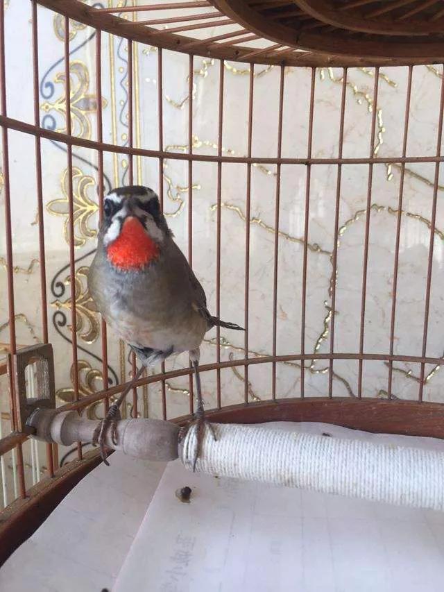 靛颏鸟雅称，歌鸟靛颏鸟