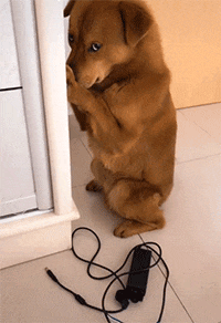 这6种东西就是狗狗的，狗狗最怕的四种狗