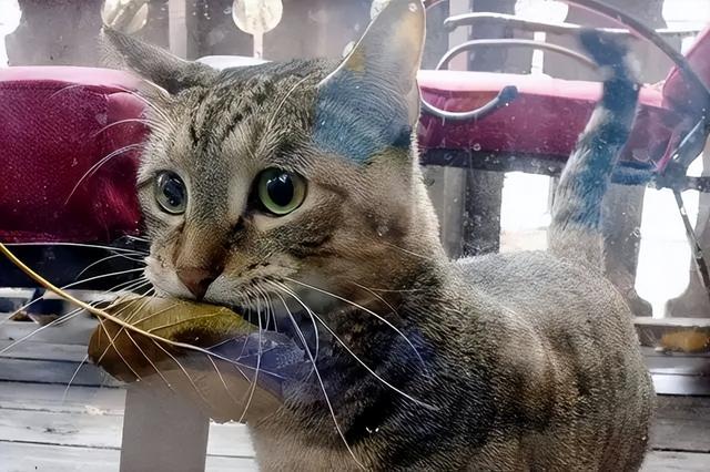 猫咪有这5个举动，猫咪这几种行为竟是在