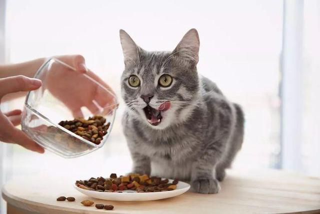 猫最爱吃的10种食物，猫咪可以吃的10种常见人类食物