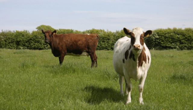 比利时蓝牛长什么样，人类干预自然繁育过程