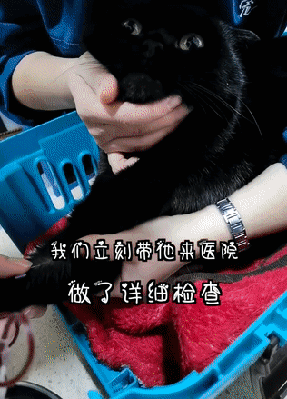 英短蓝猫容易生什么病，蓝猫“遗弃率高”不是没有道理