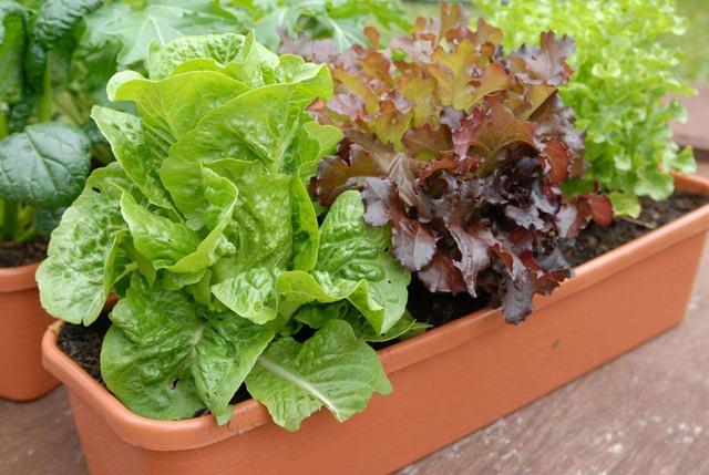 阳台上种花种菜非常实用，阳台、泡沫箱、花盆最适合种植这些蔬菜