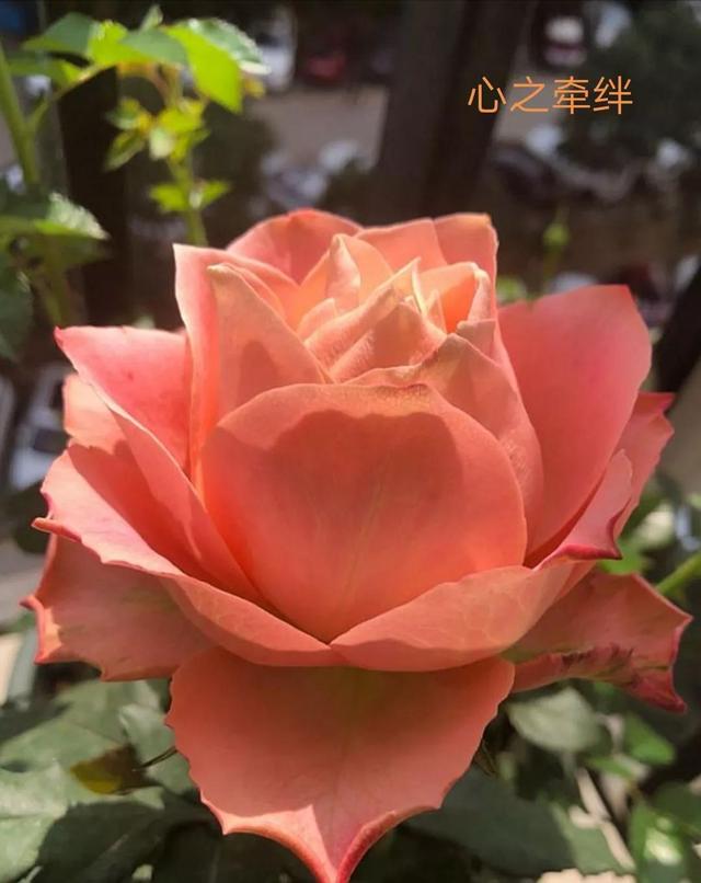 切花月季哪几个品种比较好，常见切花月季一览