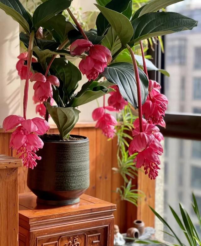 花期长的网红植物，年年是“开花机器”