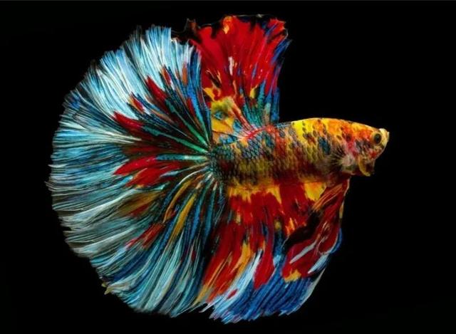 斗鱼怎么养才厉害，斗鱼新手入坑实用指南