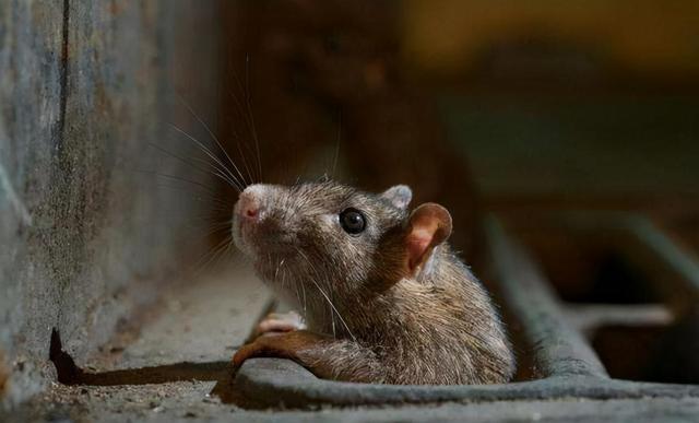 老鼠的天敌有哪些排名，四害之首的老鼠