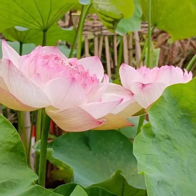 养花的基本知识和技能，闲时种花草：种花的基本常识