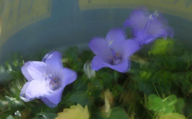 紫红色景观花卉，花卉紫色花卉