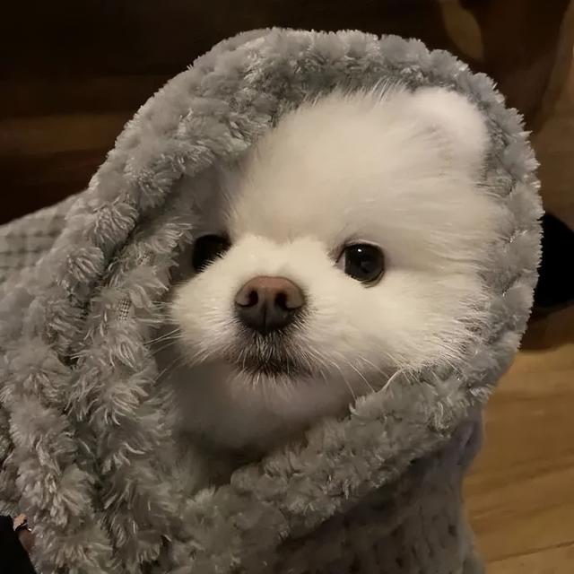 狗狗眼是下垂眼吗，教你这样画眼妆，好看又有神