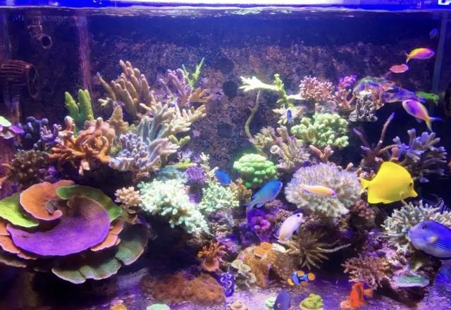 海缸新手教程，海缸入门介绍