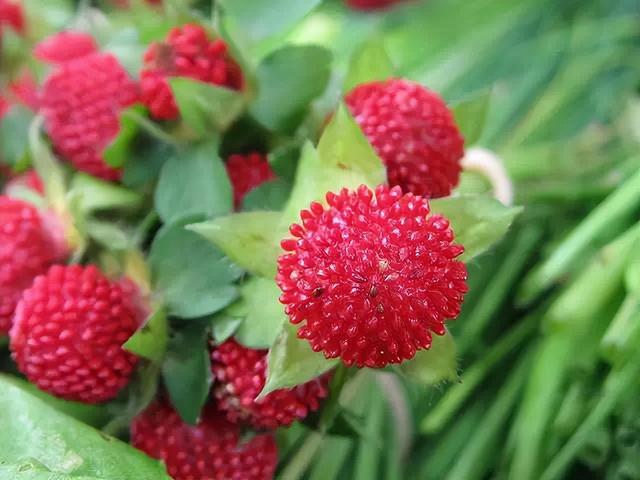 花卉图片及名称大全，常见绿植花卉及名称大全（100种常见花图鉴）