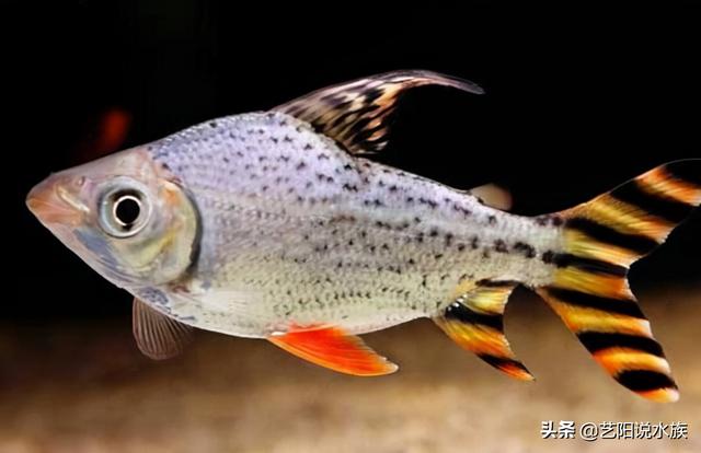 龙鱼和啥鱼可以混养，可以选鹦鹉鱼，但不要选这种鱼