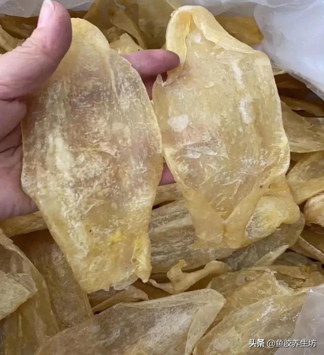 人工合成鱼胶图片，合成鱼胶怎么分辨