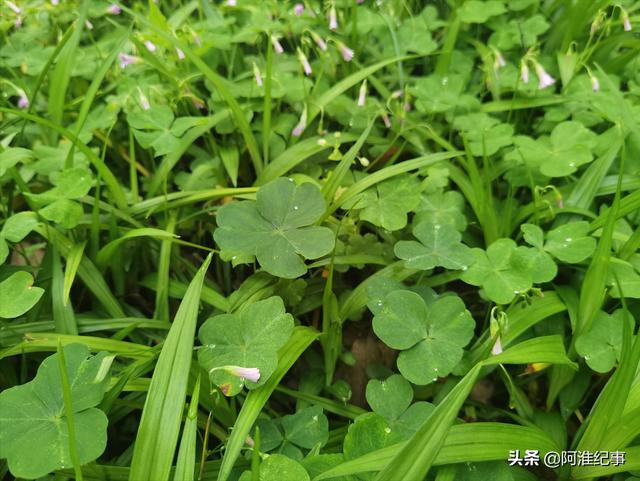 野草酸浆草的功效，随处可见的酸浆草