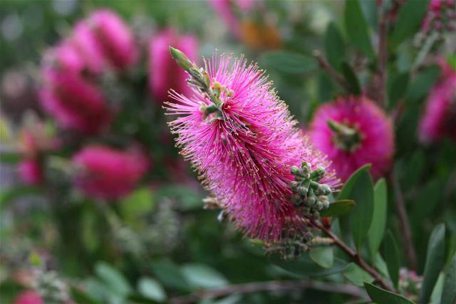 奇花异草160种，25种奇花异草第1集