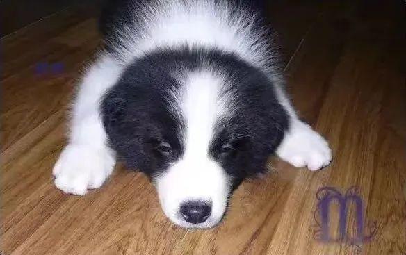 边牧和串串的狗哪个好养，毛毛宠城堡新宠