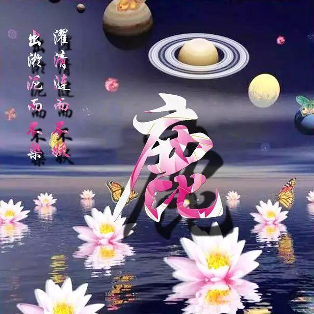 荷花头像图片大全，荷花头像高清图