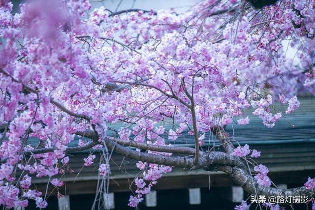 贵州平坝的樱花开到什么时候，贵州贵阳：平坝樱花灿烂盛开