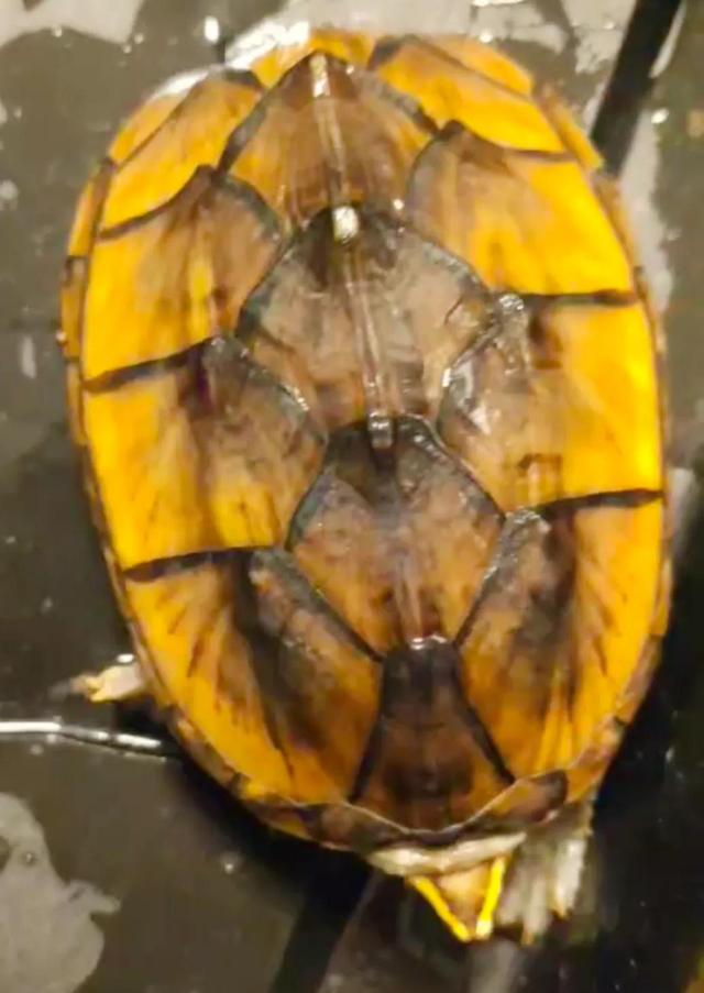 越养越好看的蛋龟，“三大巨蛋”之一的墨西哥巨蛋龟