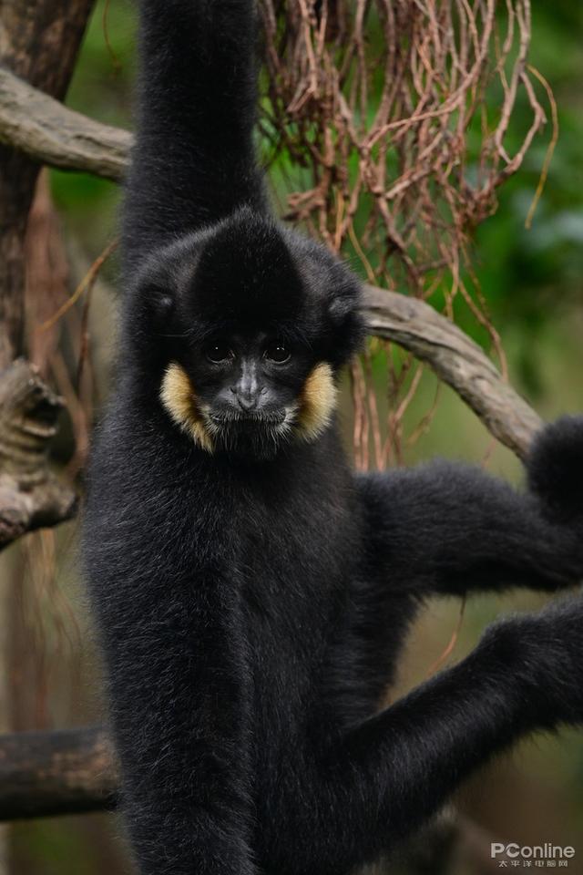 尼康微单相机推荐z9，入手旗舰全画幅相机