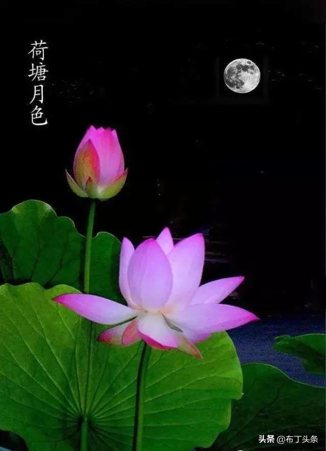 荷花诗词诗句，咏荷花诗词十四首