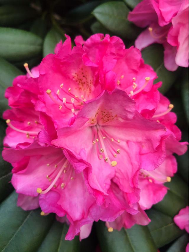 十大最贵最美兰花，绝美兰花50幅