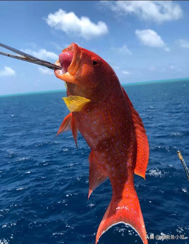 三亚常吃的石斑鱼，海南野生东星斑