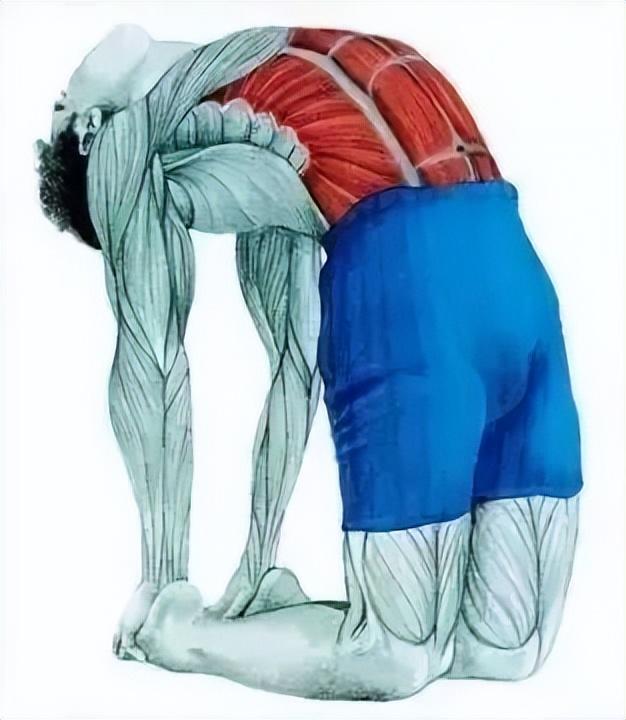 10分钟懒人拉伸训练动作，这6组33个拉伸动作绝了