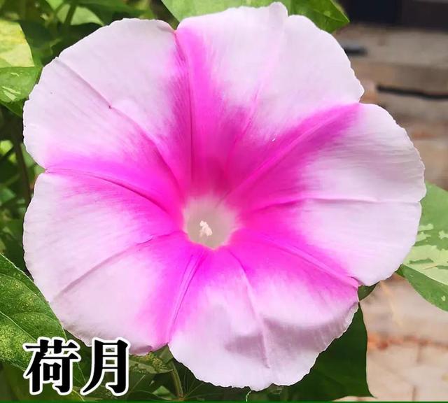 做梦也没想到牵牛花能开成这个样子，斗牛牛心脏（周公解梦：梦见这四种花草）