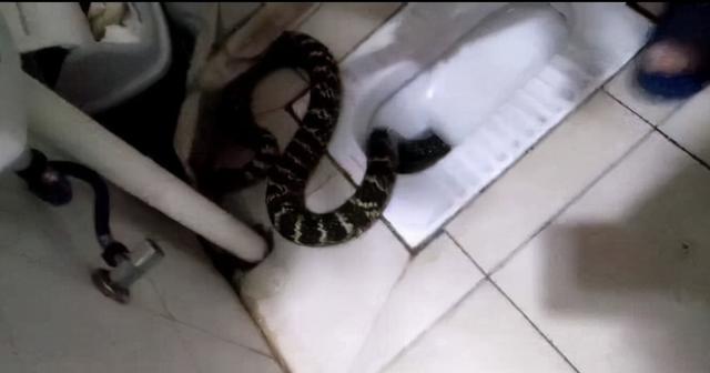 女子入厕大便全程遭拍，常州1女子当街大便