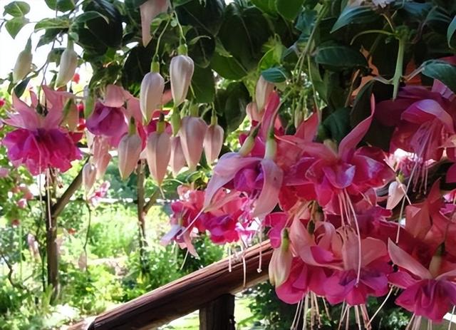 适合家里养的喜欢阳光的花，7种喜阴花