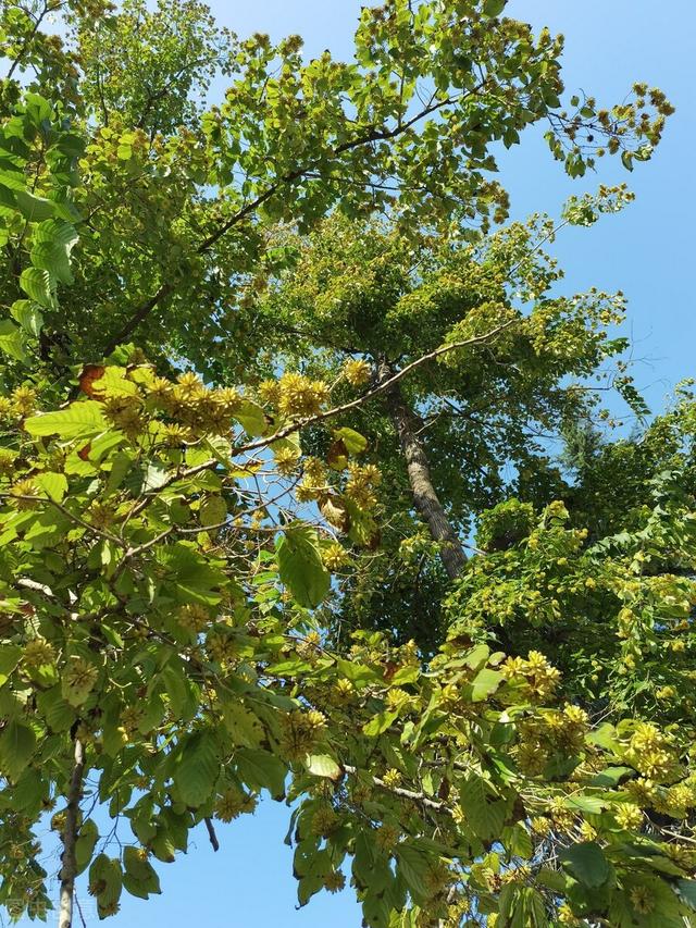 门前栽什么树最好，门前种什么树最旺宅（门前种上“5棵树”）